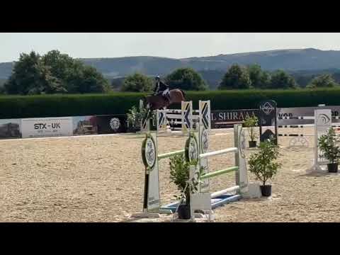 11yo Gelding for sale by OBOS Quality ✨ 