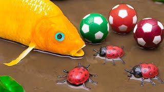 Koi Fish Hunt Eels Emerging From Bamboo Tubes, Crabs💕 FUN VIDEOS OF FISH💕Stop Motion ASMR - Coco