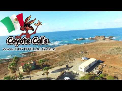 download lagu mp3 mp4 Coyote Cals, download lagu Coyote Cals gratis, unduh video klip Coyote Cals
