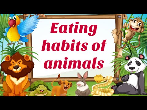 Eating habits of animals || What do animals eat || Lesson with worksheets ||