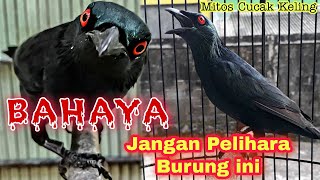 Download lagu Awas❗Ini MITOS BURUNG CUCAK KELING yang Seram mp3
