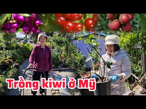 Nhà Thảo Cali kiwi có trái, nho thân gỗ, mãng cầu, quýt, bưởi trĩu bông