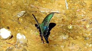 ムビる18500 20210804 003 ミヤマカラスアゲハ miyamakarasuageha