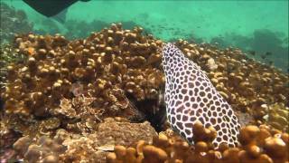 preview picture of video 'Khasab Musandam Diving'