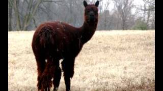 Country Drive in Maryland (February, 2009)