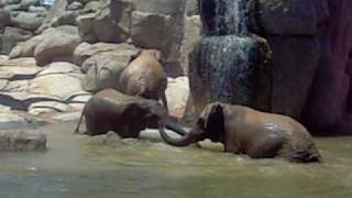 Bioparc II
