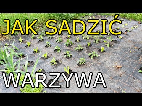 , title : 'Jak sadzić Warzywa | Sadzenie warzyw KROK po KROKU'