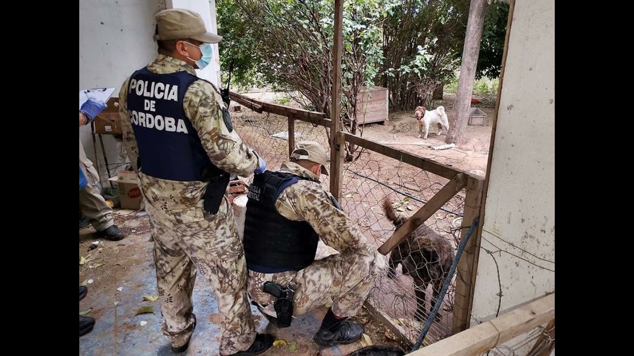 Maltrato animal: rescataron en Córdoba a 87 perros en condiciones deplorables
