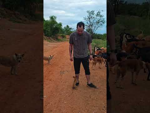ขอขึ้นรถหน่อยครับ😁​#ช่วยหมาจร #หมาจร #FeedingStrayDogs #StrayDogRescue #AnimalRescue