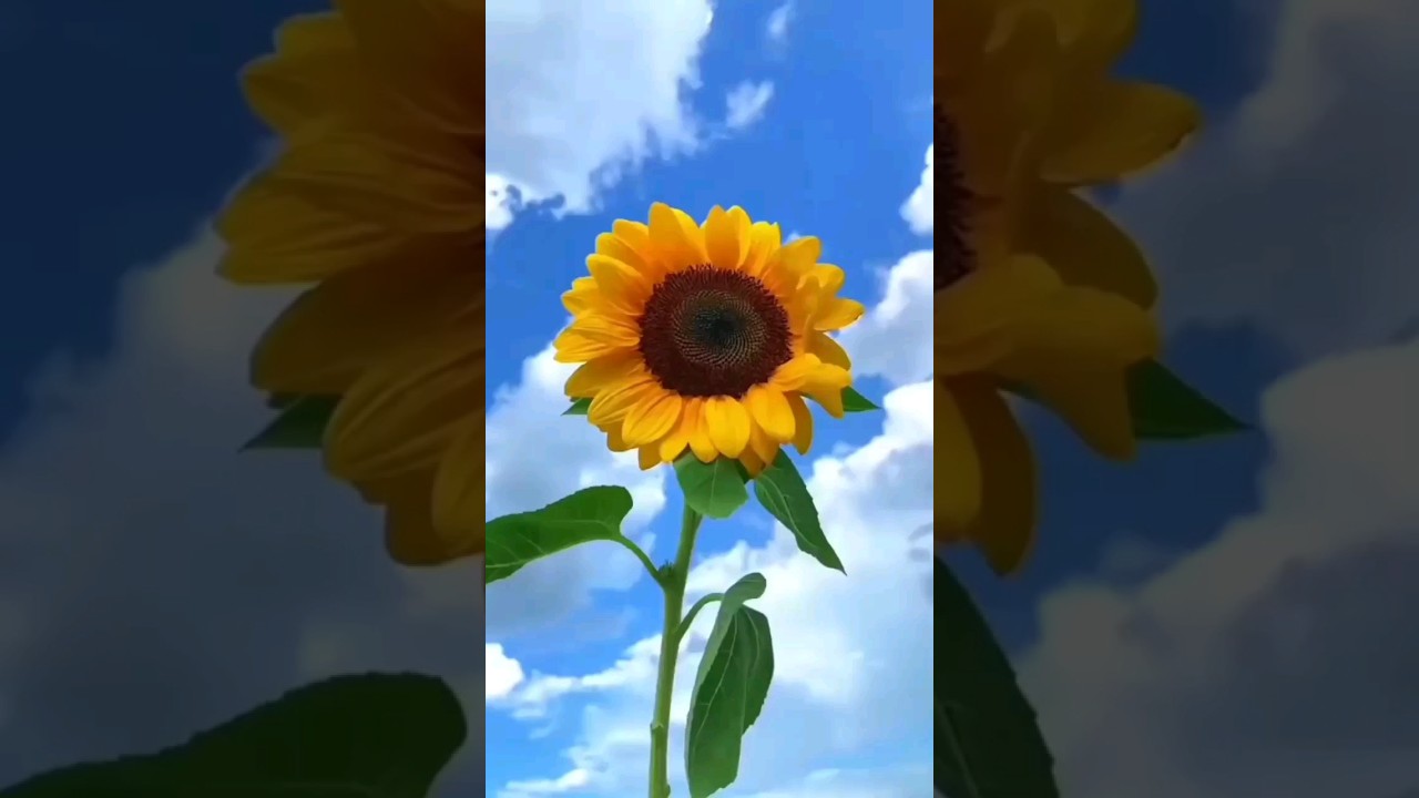 PQ GIRASSÓIS SEGUEM O SOL???  #fatoscuriosos #curiosidades #girassol