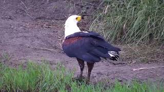 Fish Eagle Catch | Ranger Insights