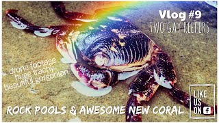 Rock Pools & Awesome New Coral