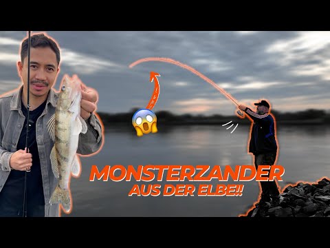 Finity One RASIERT die Elbe! Wolgazander, XXL-Zander & verrückte Fänge