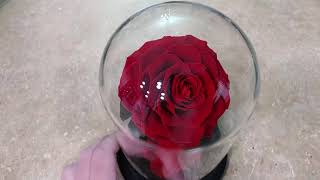 Foleto Preserved Real Rose, Forever Rose in Glass Dome Gifts Review, Real preserved rose