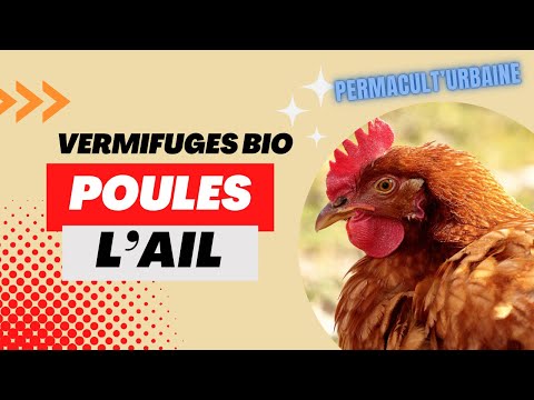 , title : '3 vermifuges naturels pour poule, simples non médicamenteux : l’ail (Vol 2)'