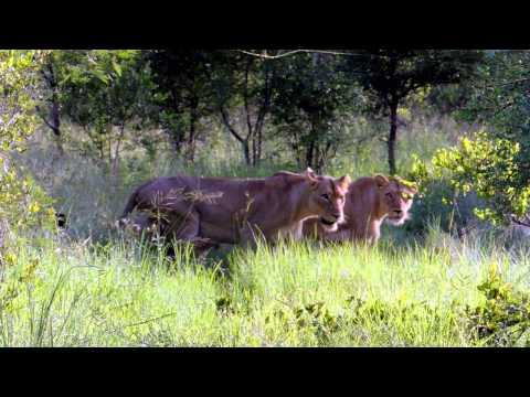 Lions of Tintswalo  Nkuhuma lion cubs