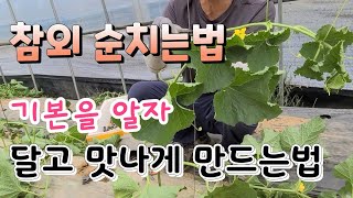 달고 맛있는 참외는 기본을 알아야  참외 순치는법 병충해 관리 참외농사