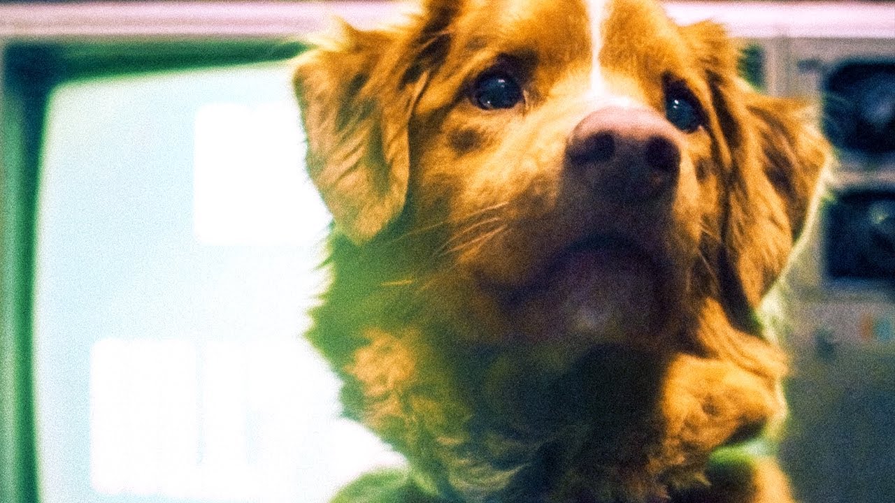 Good Boy - Видео