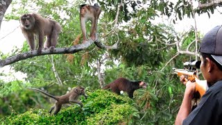 Download lagu BERBURU‼️KERA,BERUK DAN MUSANG BERDATANGAN KE KEBUN PETANI mp3