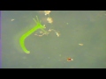 Hydra im Friedberger See   Andrés Tauchvideos, Hydra, Süßwasserpolyp, Supermakro bzw. Mikrovideo, Friedberger See, Deutschland, Bayern