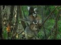 Twin Baby Ring Tailed Lemurs | Madagascar | David Attenborough | BBC Earth