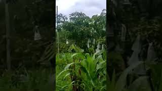 Download lagu suasana pedesaan #shorts mp3 Download lagu suasana pedesaan #shorts mp3