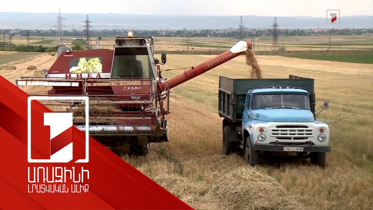 Եղանակի հույսին էին, բայց դժգոհ չեն. հացահատիկի բերքահավաքը Շիրակում