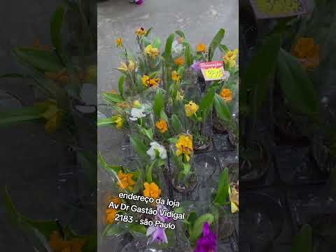 loja das Orquídeas