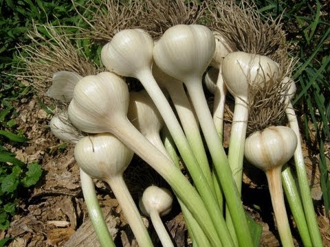 , title : 'Noreen and Rick Plant Garlic!'