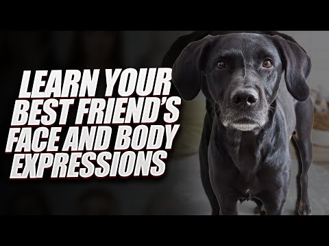 What Your Dog Is Yelling You ? Learn Your Best Friend’s Face And Body Expressions | Life Essentials
