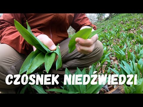 Ten dziki czosnek rośnie w lasach… a ma więcej zastosowań, niż myślisz