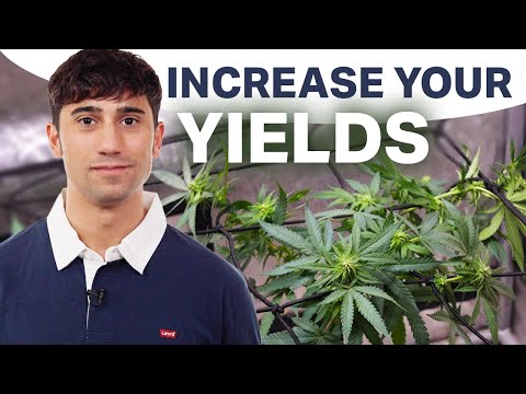 Low Stress Training (LST) Explained: Increase Cannabis Yields by Up to 50%