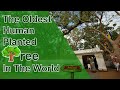 The Oldest documented Human Planted Tree that still exists. Must watch to believe. #mahabodhitree - Ancient Asia The Oldest documented Human Planted Tree that still exists. Must watch to believe. #mahabodhitree