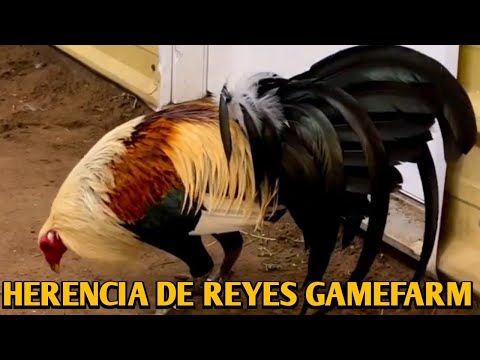 Grey Roundhead Kelso - HERENCIA DE REYES FARM