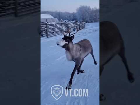Hilarious Reindeer’s Singing Gets Rudely Interrupted! 😂