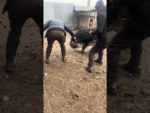 this is how we train pigs #whowillbemylifepartnerta #helpmemakethismakesense