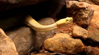 preview picture of video '**VERY RARE** Albino Timber Rattlesnake at the Atlanta Zoo'