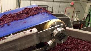 Cranberry Processing