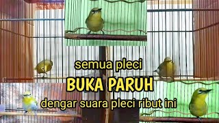 Download lagu terapi suara pleci ribut saling saut adu gacor adu ngalas pleci lain ikut ngalas gacor mp3