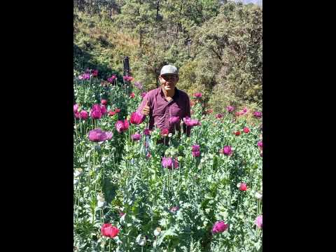 El C4broncisimo - El Guerrero Sinaloense