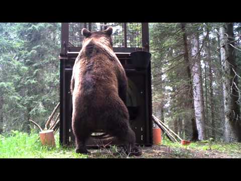 L'orso "mangiatore di esche" -  avvicinamento al tubo-trappola