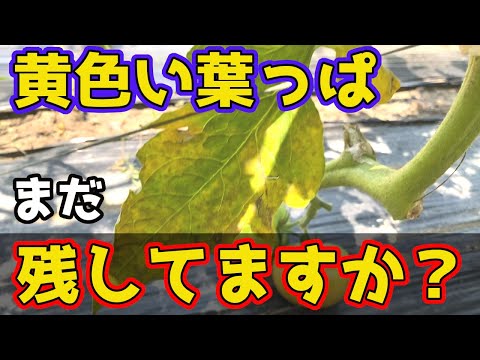 トマト: 苗の葉が黄色くなっているのはなぜですか?何をするか？  庭園