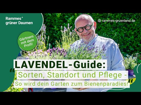 LAVENDER - Guide: Varieties, location and care - How to turn your garden into a bee paradise!