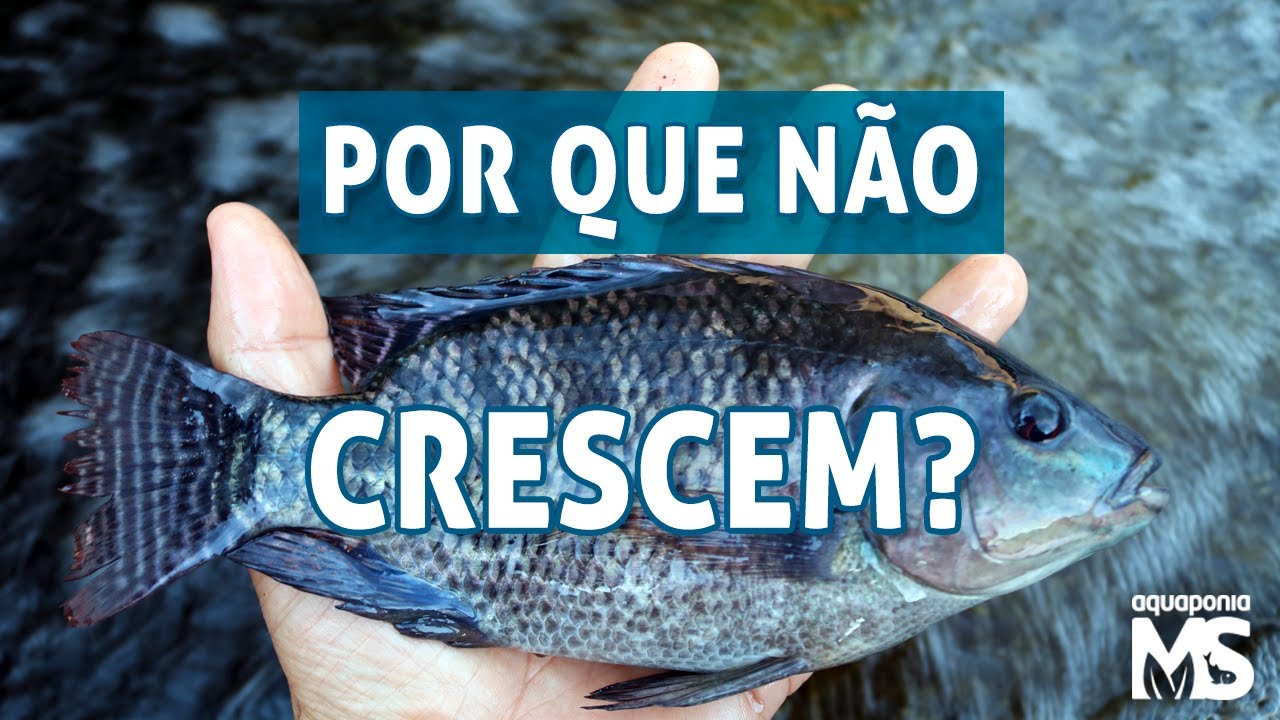 4 FATORES que influenciam no CRESCIMENTO dos PEIXES