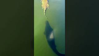 Download lagu ARAPAIMA VS BUAYA ⁉️ #shorts mp3 Download lagu ARAPAIMA VS BUAYA ⁉️ #shorts mp3