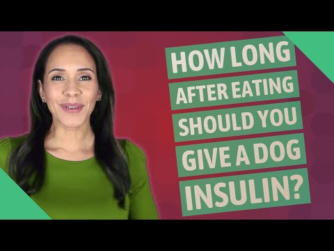 How long after eating should you give a dog insulin?