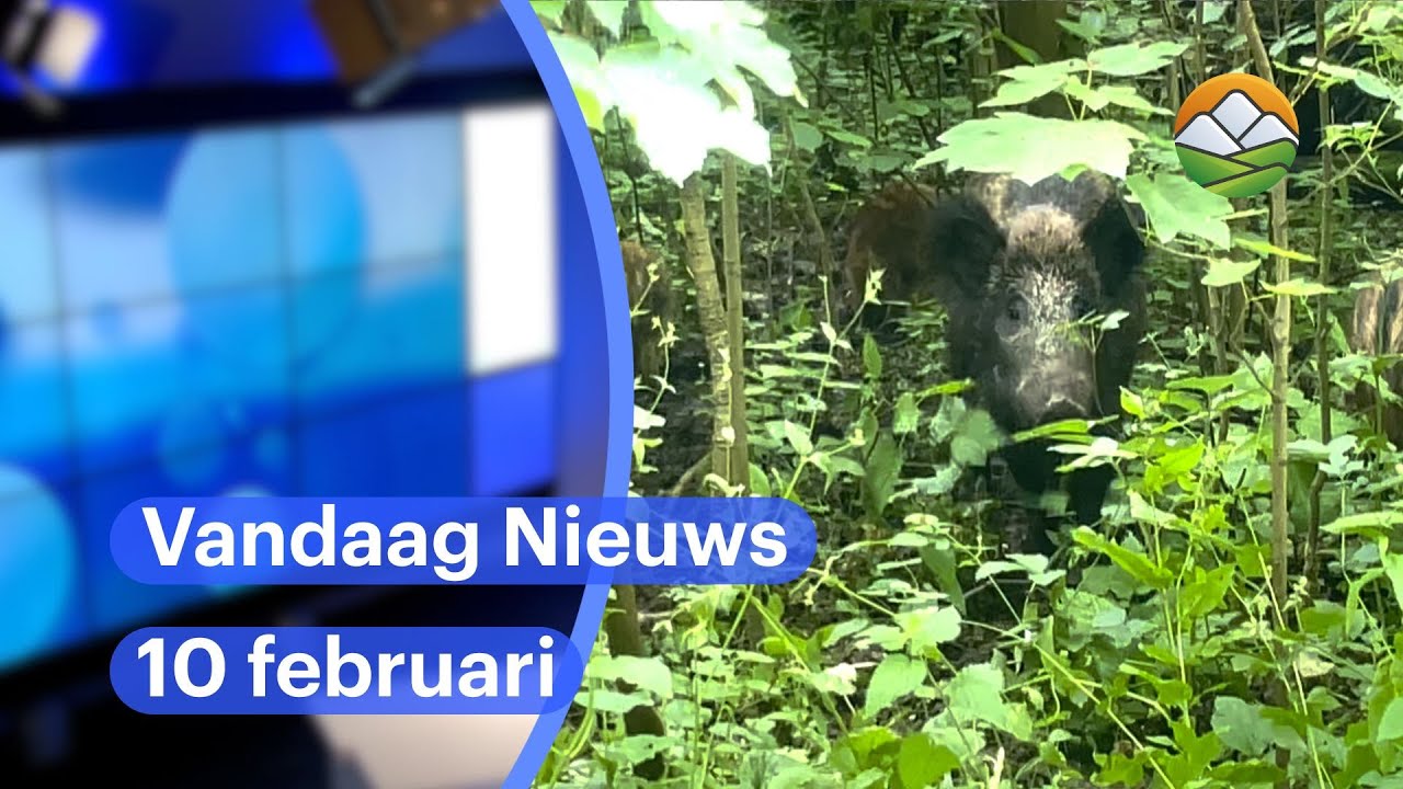 Vandaag Nieuws: afschot wilde zwijnen nu al hoger dan heel 2024