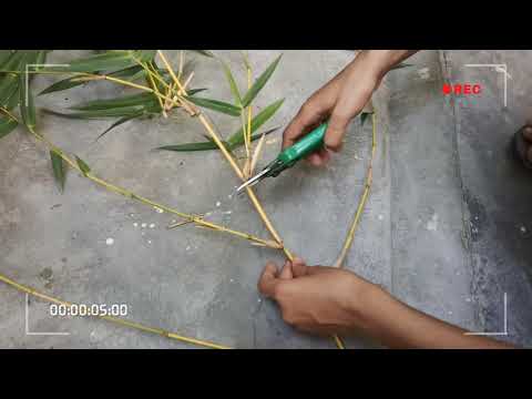 , title : 'how to grow bamboo(Bambusa Vulgaris , culms plant) by cutting by easy way ,Plant evolution [yellow]'