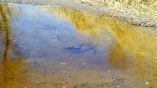 Кто куда ездил рыбалка рубцовск