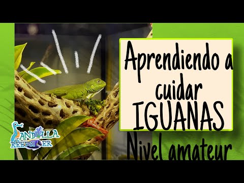 Learning to take care of IGUANAS (Amateur Level)
